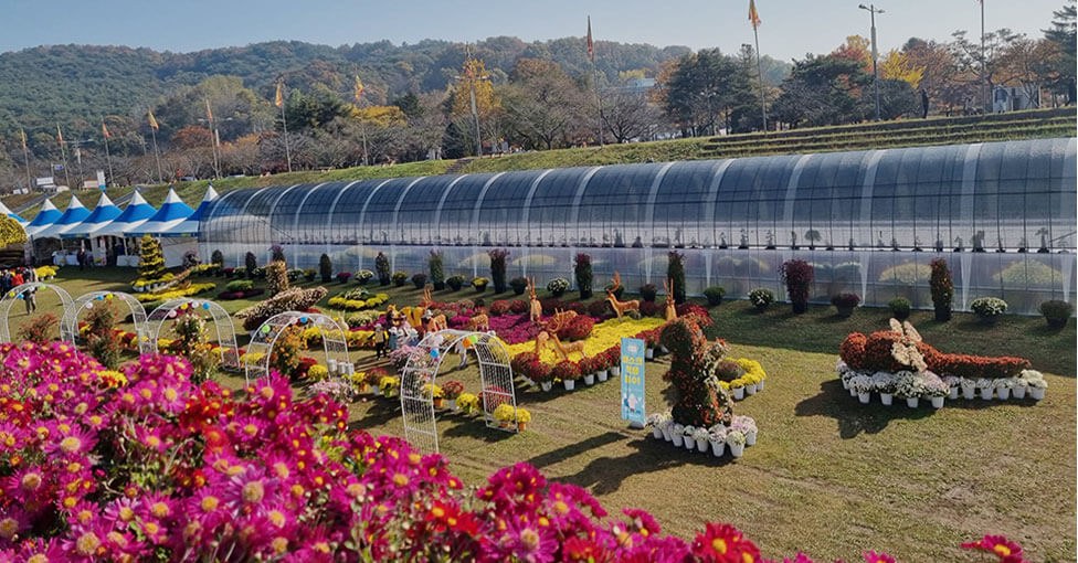 국화꽃과 다양한 국화 조형물이 전시된 지난 부여국화축제 현장